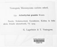 Lophodermium apiculatum image
